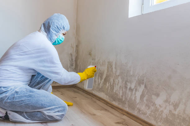 Licensed Attic Mold Removal service in Stephens City, VA - WQB Mold Removal