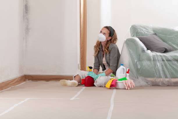 Reliable Attic Mold Removal contractor in Stephens City, VA by WQB Mold Removal
