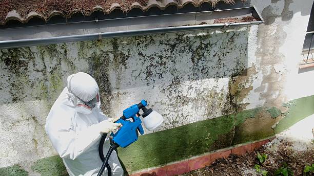 Top rated local Attic Mold Removal specialists in Stephens City, VA